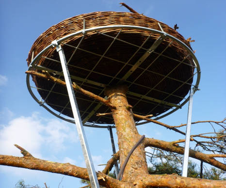 Fischadlerhorst auf einem abgeschnittenen Baum